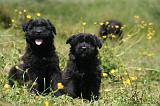 BOUVIER DES FLANDRES 472